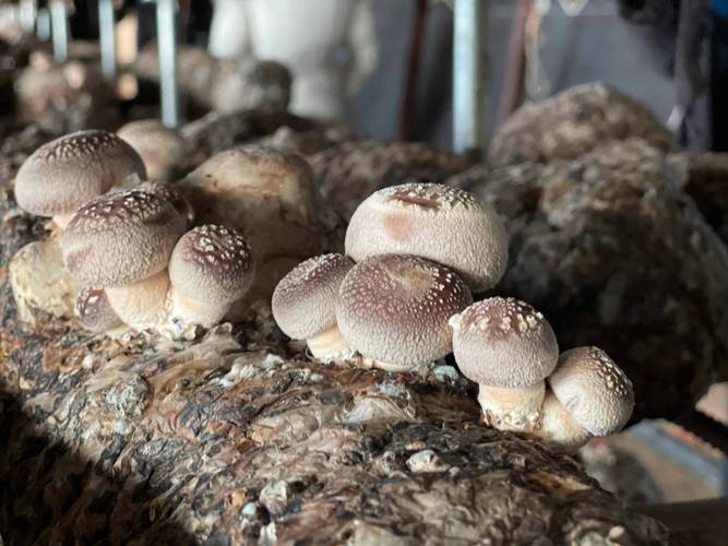 绿色吴起红色行吴起特色农业产品带动群众增收致富